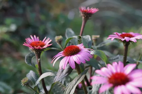 紫锥花,紫锥菊,花,开花植物,脆弱性,脆弱性,新鲜度,植物 紫锥花,紫锥菊,花,开花植物,脆弱性,脆弱性,新鲜度,植物
