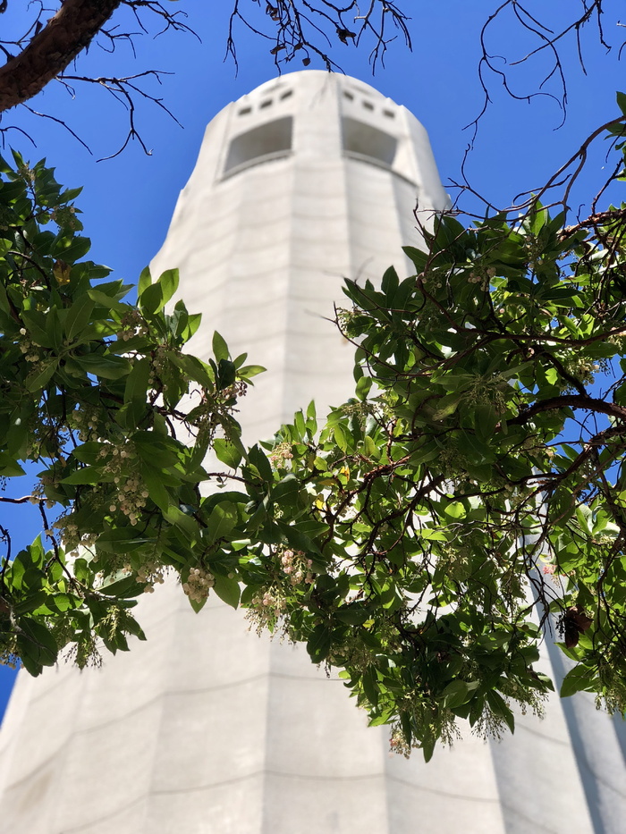 建造, 塔, 建筑, 旧金山, 厂, 树, 1 telegraph hill blvd, 美国