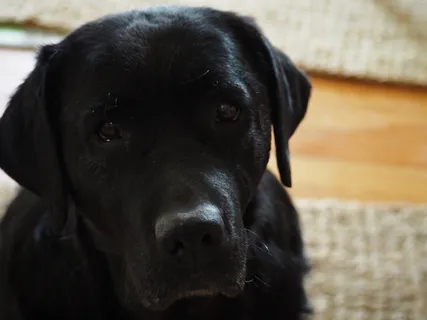 美国，海门，黑色实验室，狗，狗，小狗，一只动物，宠物