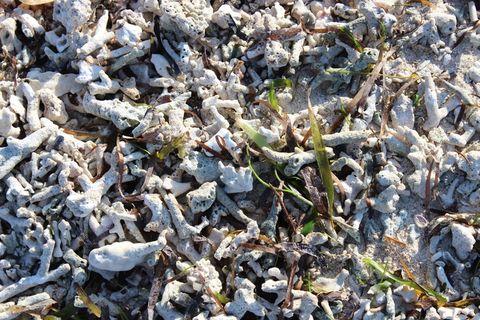 海滩，藻类，假日，巴厘岛，全框架，自然，没有人，一天