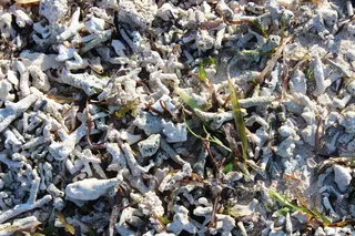 海滩，藻类，假日，巴厘岛，全框架，自然，没有人，一天