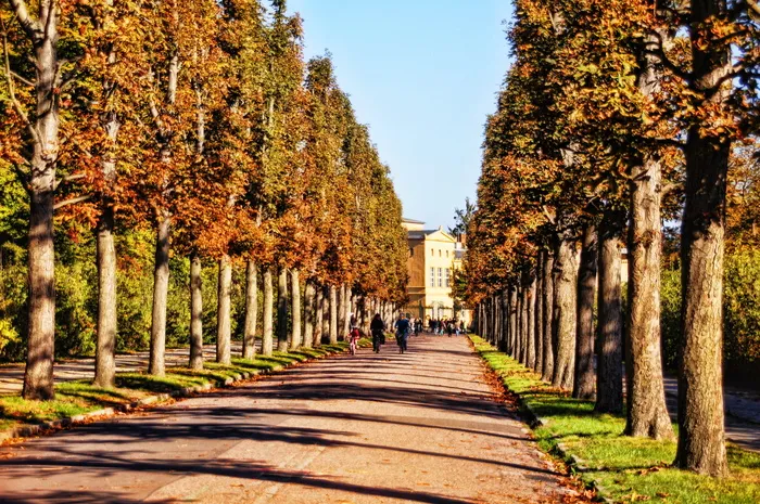 林荫大道，树木，远离，公园sanssouci，波茨坦，公园，花园，树