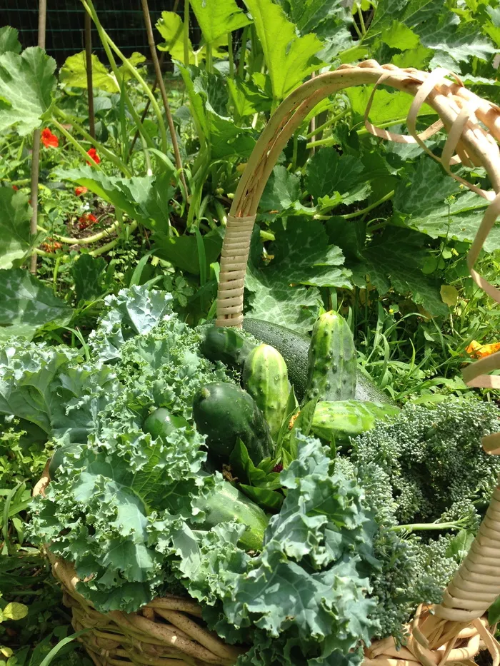 花园，蔬菜，清洁，食用，收获，清洁食用，土壤，蔬菜