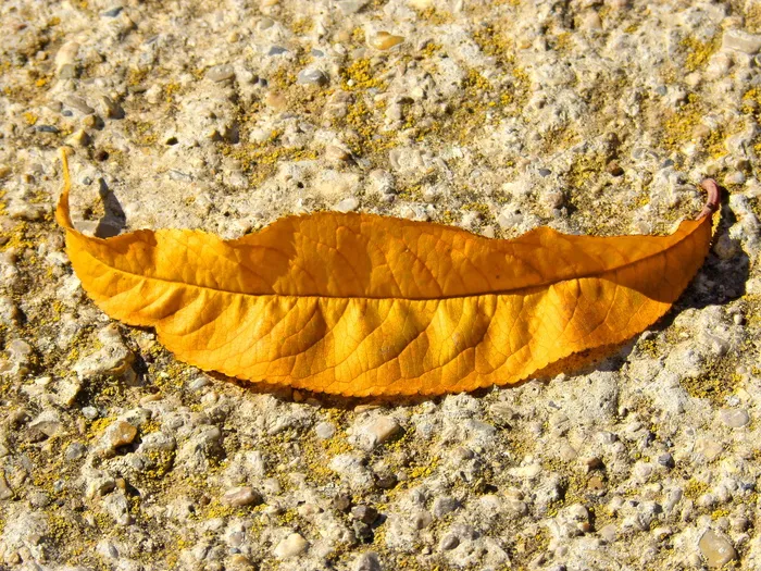 叶子，微笑，象征，隐喻，黄色，秋天，自然，植物部分