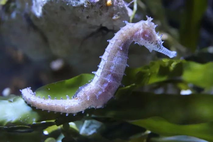海马，水族馆，杜塞尔多夫水上动物园，水下世界，meeresbewohner，水，野生动物，特写