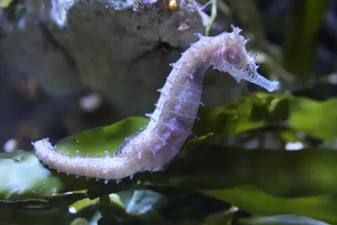 海马,水族馆,杜塞尔多夫水上动物园,水下世界,meeresbewohner,水,野生动物,特写 海马,水族馆,杜塞尔多夫水上动物园,水下世界,meeresbewohner,水,野生动物,特写