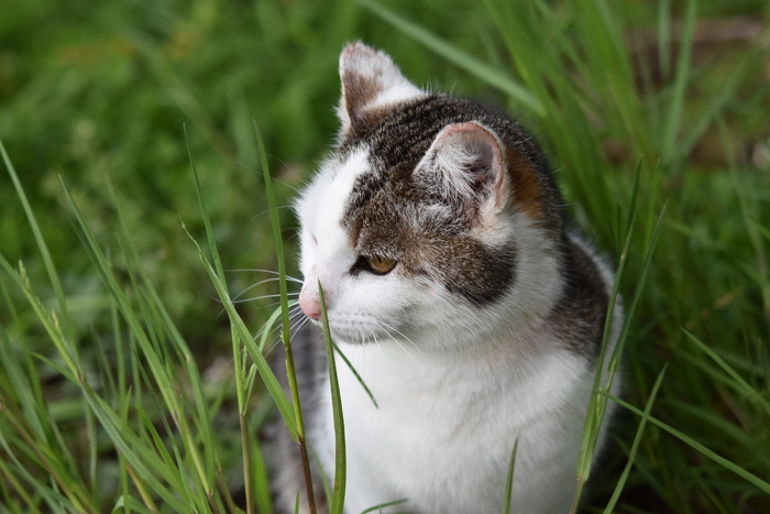 猫，欧洲猫，巷子猫，猫，猫肉桂，猫草绿，动物，马头