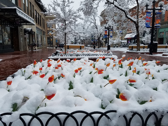 博尔德，美国，2005百老汇，郁金香，雪，珍珠街，寒冷的温度，冬天