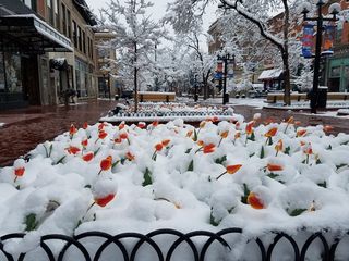 博尔德，美国，2005百老汇，郁金香，雪，珍珠街，寒冷的温度，冬天