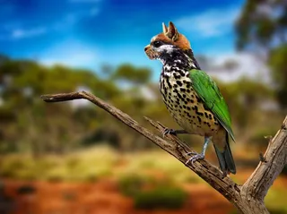 digiart、猫、鸟、动物世界、hybrid、photoshop art、photomontage、猫鸟