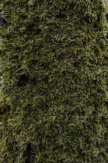 秋天在雾天向森林走去 秋天在雾天向森林走去