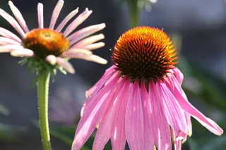 紫锥菊，近缘，花，开花植物，新鲜度，锥花，植物，脆弱性
