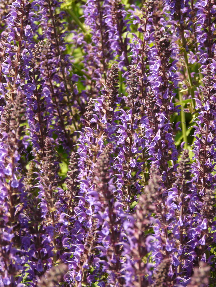 野生鼠尾草，鼠尾草，植物，开花，开花，春天，芬芳，五颜六色