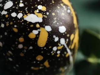 乌克兰、基辅、基辅市、食物角、食品、甜食、巧克力、宏