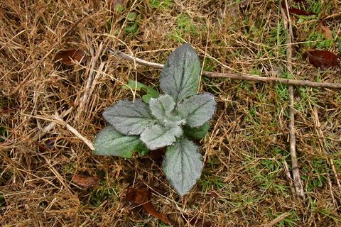 采购产品植物，陶器，罐子，花瓶，盆栽植物，叶子，花盆，药草