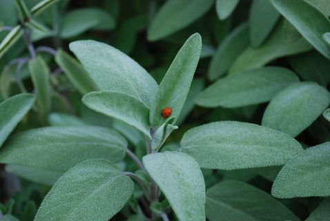 鼠尾草,鼠尾草,植物,草本植物,瓢虫,植物部分,叶子,绿色 鼠尾草,鼠尾草,植物,草本植物,瓢虫,植物部分,叶子,绿色