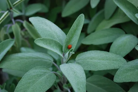 鼠尾草,鼠尾草,植物,草本植物,瓢虫,植物部分,叶子,绿色 鼠尾草,鼠尾草,植物,草本植物,瓢虫,植物部分,叶子,绿色