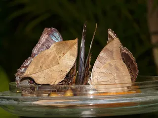 蝴蝶，蝴蝶屋，蝴蝶，蝴蝶屋，糖水，喂食，食物，异国情调，热带