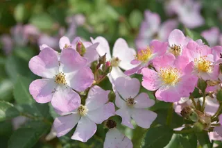 粉红色，蔷薇，蔷薇，开花，玫瑰花，淡粉红色，花园，花