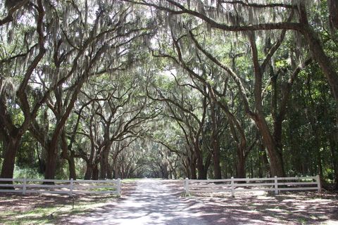 大道，树，心情，远离，绿树成荫的大道，自然，稀树草原，阳光