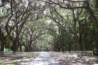 大道，树，心情，远离，绿树成荫的大道，自然，稀树草原，阳光