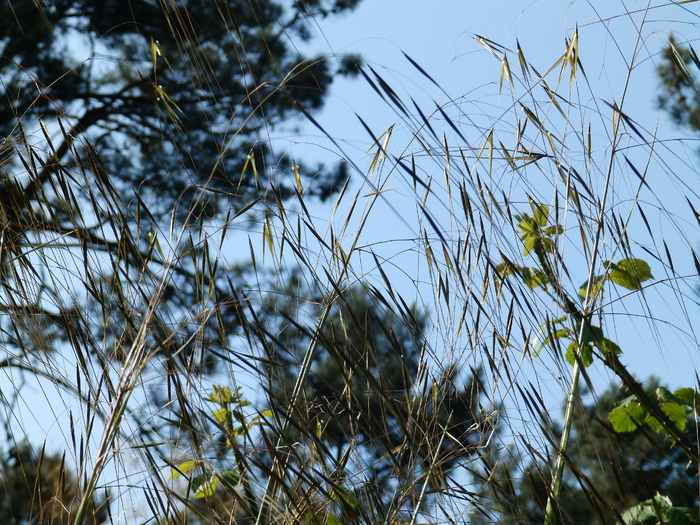 莱门骑行，一英里海滩区，坎加斯，蓬特维德拉，植物，生长，天空，自然