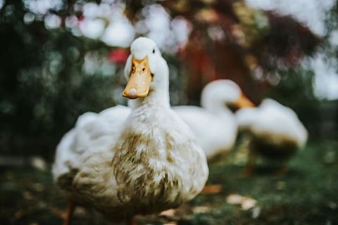 草地上的白鸭子