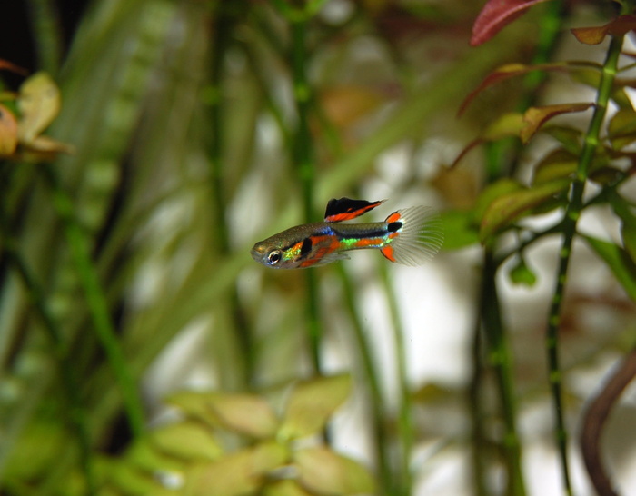 孔雀鱼，鱼，彩色，水生物，水下世界，玩具，贴身，水族馆