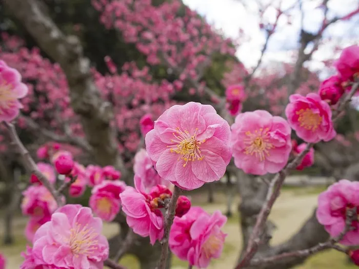 梅花，花朵，梅花，梅花树，花朵，粉红，日本，红梅