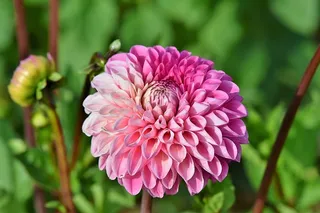 大丽花，大丽花芽，花，芽，大丽花花园，花园植物，开花，开花