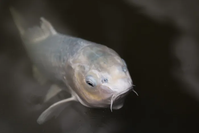 锦鲤、鱼、池塘、动物、自然、动物主题、动物野生动物、野生动物