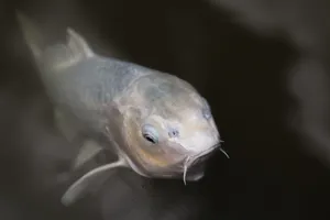 锦鲤、鱼、池塘、动物、自然、动物主题、动物野生动物、野生动物