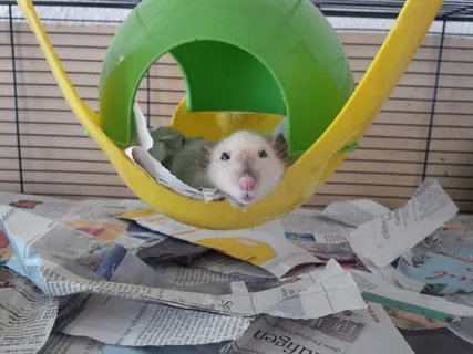 老鼠,彩色老鼠,食蚁兽,小动物,哺乳动物,一种动物,宠物,家养 老鼠,彩色老鼠,食蚁兽,小动物,哺乳动物,一种动物,宠物,家养