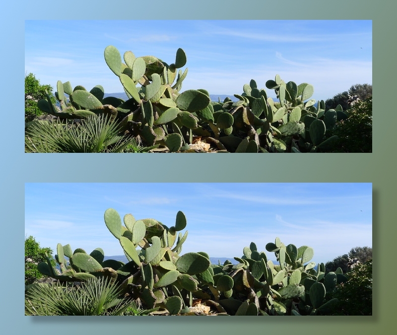 仙人掌梨，印度仙人掌，刺梨，撒丁岛，植物区系，自然，叶，夏季
