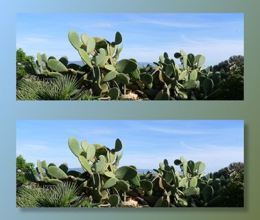 仙人掌梨，印度仙人掌，刺梨，撒丁岛，植物区系，自然，叶，夏季