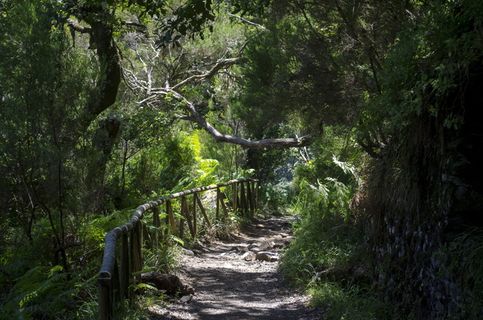 马德拉，勒瓦迪，植被，自然，景观，葡萄牙，植物，徒步旅行