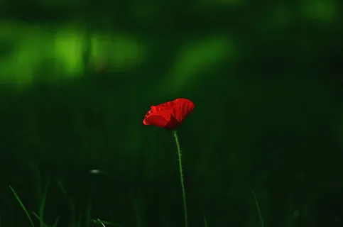 黎明,自然,红色,田野,背景,美丽,盛开,盛开 黎明,自然,红色,田野,背景,美丽,盛开,盛开