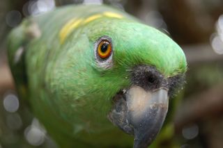 黄枕亚马逊的倾斜移位透镜