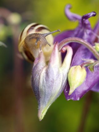 蜗牛，软体动物，花，花园，开花植物，植物，特写，自然美