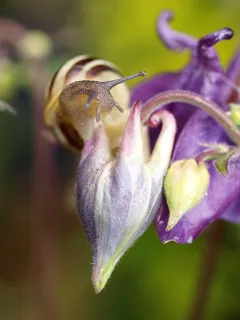 蜗牛,软体动物,花,花园,开花植物,植物,特写,自然美 蜗牛,软体动物,花,花园,开花植物,植物,特写,自然美