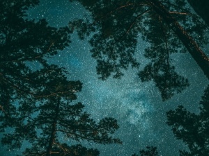 夜间绿叶树木
