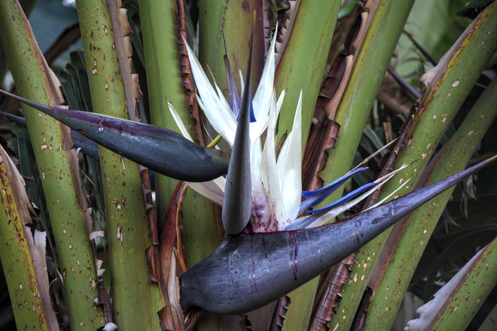 Strelitzia、Flower、Hardy、Lines、nature、growth、green color、no people