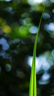 云杉科,云杉,云杉,云杉叶,云杉,云杉,云杉,天然 云杉科,云杉,云杉,云杉叶,云杉,云杉,云杉,天然