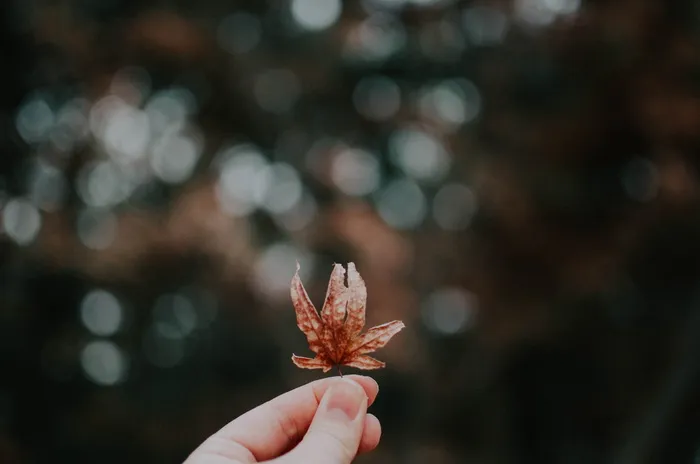 手持棕色花瓣花朵照片的人