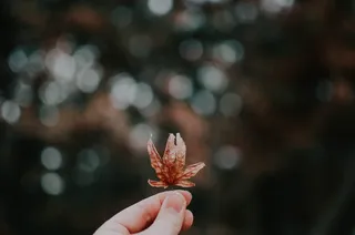 手持棕色花瓣花朵照片的人