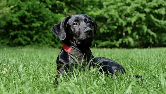 躺在草地上的黑色拉布拉多猎犬 躺在草地上的黑色拉布拉多猎犬