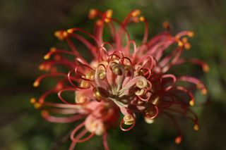 grevillea、户外、特写、孤立、沿海、澳大利亚、venusta、本地