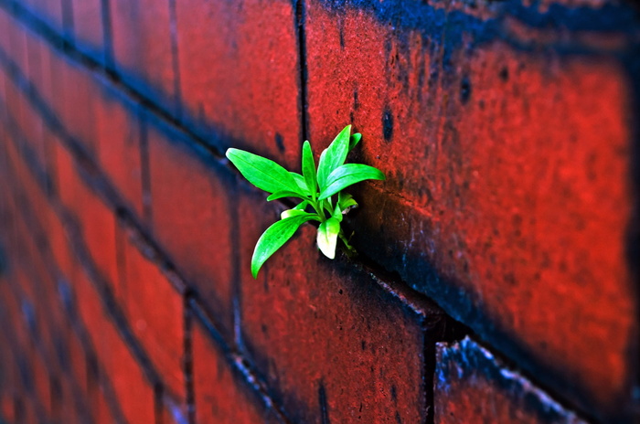 特写，砖，芽，背景，块，墙，建筑，建成