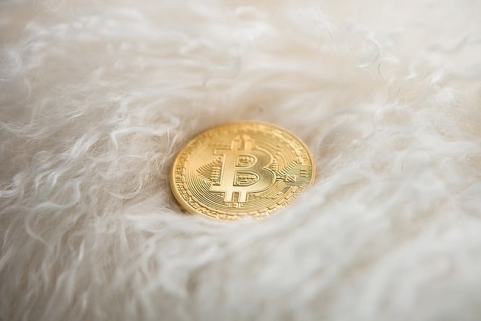 加拿大、多伦多、比特币、btc、加密货币、绵羊、室内、财富