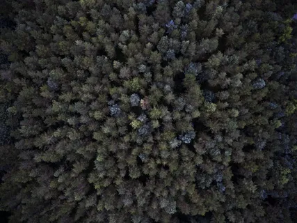绿色森林的空中拍摄 绿色森林的空中拍摄